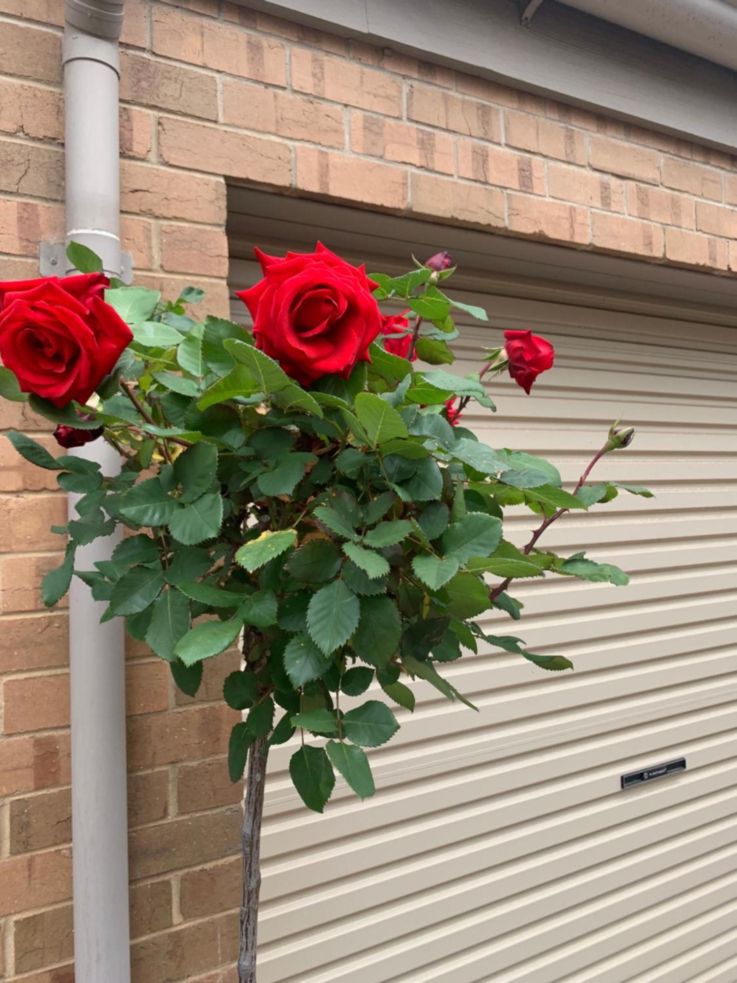 Adelaide Style Accommodation-Close To City-North Adelaide-3 Bdrm- Free Parking Esterno foto